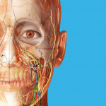Human Anatomy Atlas v2023.0.09 Mod APK
